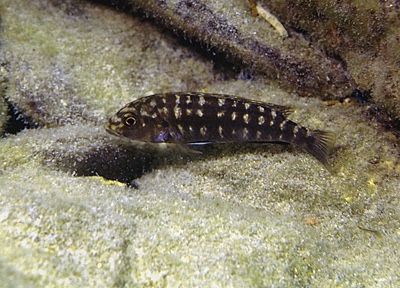 Melanochromis baliodigma 'Membe Island'